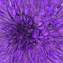 29" Purple Authentic Bamileke Juju Hat - Afrilege