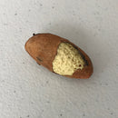 Cameroonian Bitter Kola Nuts - Afrilege