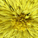 29" Yellow Bamileke Juju Hat from Cameroon - Afrilege