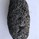 Raw African Pumice Earth Lava Stone / pierre ponce - Afrilege